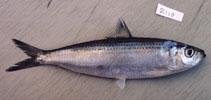 Image of Sardinella gibbosa (Goldstripe sardinella)