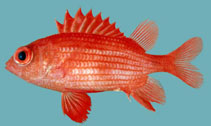 Image of Sargocentron inaequalis (Lattice squirrelfish)