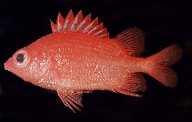 Image of Sargocentron iota (Dwarf squirrelfish)