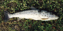 Image of Salmo ischchan (Sevan trout)