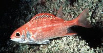 Image of Sargocentron punctatissimum (Speckled squirrelfish)