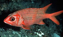 Image of Sargocentron tiere (Blue lined squirrelfish)
