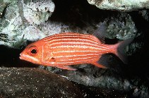 Image of Sargocentron xantherythrum (Hawaiian squirrelfish)
