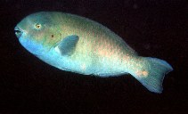 Image of Scarus arabicus (Arabian parrotfish)