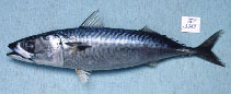 Image of Scomber australasicus (Blue mackerel)