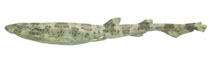 Image of Scyliorhinus boa (Boa catshark)