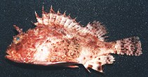 Image of Scorpaena brasiliensis (Barbfish)