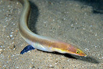 Image of Scolecenchelys breviceps (Short-headed worm eel)