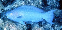 Image of Scarus coeruleus (Blue parrotfish)