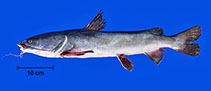 Image of Sciades couma (Couma sea catfish)