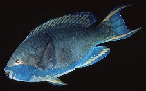 Image of Scarus falcipinnis (Sicklefin parrotfish)