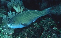 Image of Scarus festivus (Festive parrotfish)