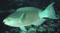 Image of Scarus frenatus (Bridled parrotfish)