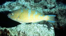 Image of Scarus ghobban (Blue-barred parrotfish)