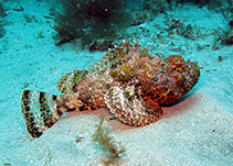 Image of Scorpaena laevis (Senegalese rockfish)