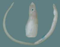 Image of Scolecenchelys laticaudata (Redfin worm-eel)