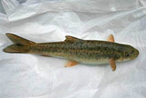Image of Schizothorax macrophthalmus (Nepalese snowtrout)