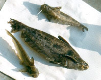 Image of Schilbe marmoratus (Shoulderspot catfish)