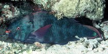 Image of Scarus niger (Dusky parrotfish)