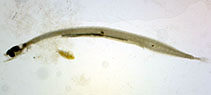 Image of Schindleria nigropunctata (Blackpotted paedomorphic goby)
