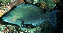 Image of Scarus psittacus (Common parrotfish)