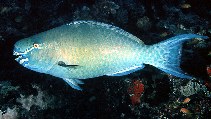 Image of Scarus rubroviolaceus (Ember parrotfish)