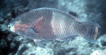 Image of Scarus russelii (Eclipse parrotfish)