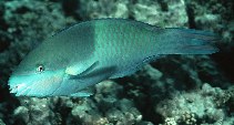 Image of Scarus scaber (Fivesaddle parrotfish)
