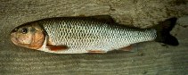 Image of Semotilus corporalis (Fallfish)