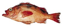 Image of Sebastes crameri (Darkblotched rockfish)