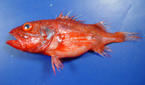 Image of Setarches guentheri (Channeled rockfish)