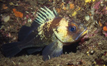 Image of Sebastes maliger (Quillback rockfish)