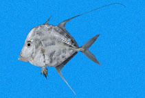 Image of Selene orstedii (Mexican moonfish)