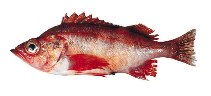 Image of Sebastes zacentrus (Sharpchin rockfish)