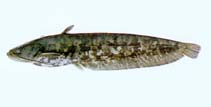 Image of Silurus asotus (Amur catfish)