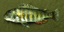 Image of Pseudosimochromis babaulti 