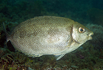 Image of Siganus canaliculatus (White-spotted spinefoot)