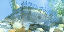Image of Siniperca chuatsi (Mandarin fish)