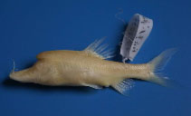Image of Sinocyclocheilus furcodorsalis (Crossed-fork back golden-line fish)