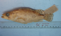 Image of Siniperca knerii (Big-eye mandarin fish)