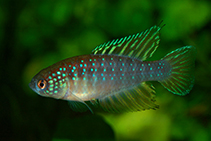 Image of Simpsonichthys nielseni 