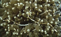 Image of Siokunichthys nigrolineatus (Mushroom-coral pipefish)