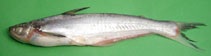 Image of Silonia silondia (Silond catfish)