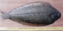 Image of Solea senegalensis (Senegalese sole)