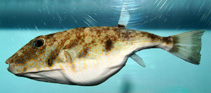 Image of Sphoeroides dorsalis (Marbled puffer)