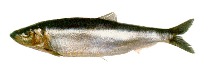 Image of Sprattus fuegensis (Falkland sprat)