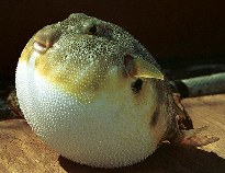Image of Sphoeroides maculatus (Northern puffer)