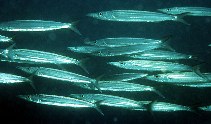 Image of Sphyraena novaehollandiae (Australian barracuda)