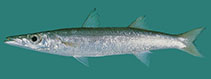 Image of Sphyraena obtusata (Obtuse barracuda)