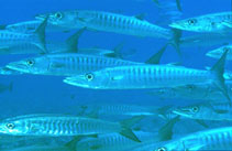 Image of Sphyraena qenie (Blackfin barracuda)